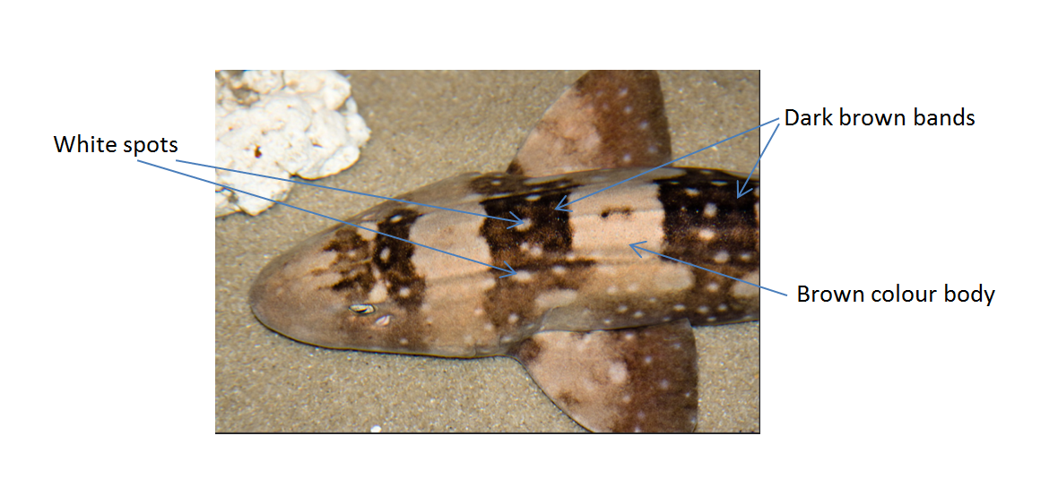 taxo4254 Whitespotted Bamboo Shark